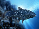 coelacanth - courtesy of National Geographic