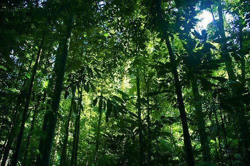 Amazon rain forest