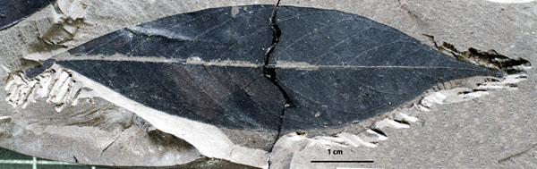 This 22-million-year-old legume fossil was collected by Bonnie Jacobs’ expedition from Mush Valley in 2011.