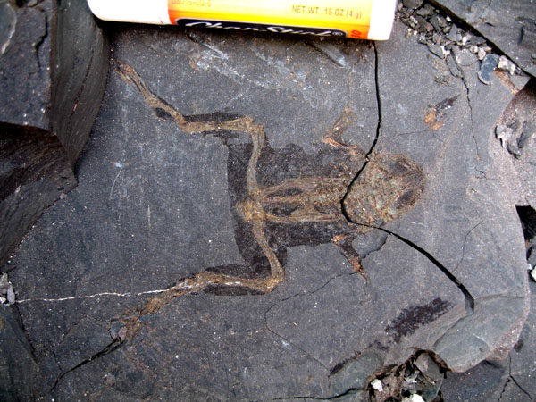 This 22-million-year-old frog fossil was collected by Bonnie Jacobs’ expedition from Mush Valley in 2010.