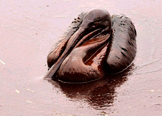 oil on pelican