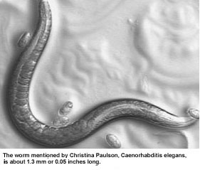 Caenorhabditis elegans