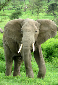 Elephant