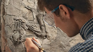 Fossil