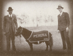 1933-Peruna-I_250px.ashx?h=190&w=250&la=
