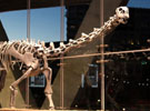Malawisaurus at the Perot Museum