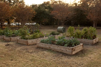 SMU's Community Garden Project