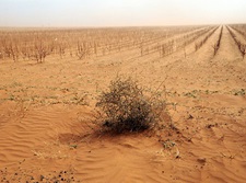 West Texas drought