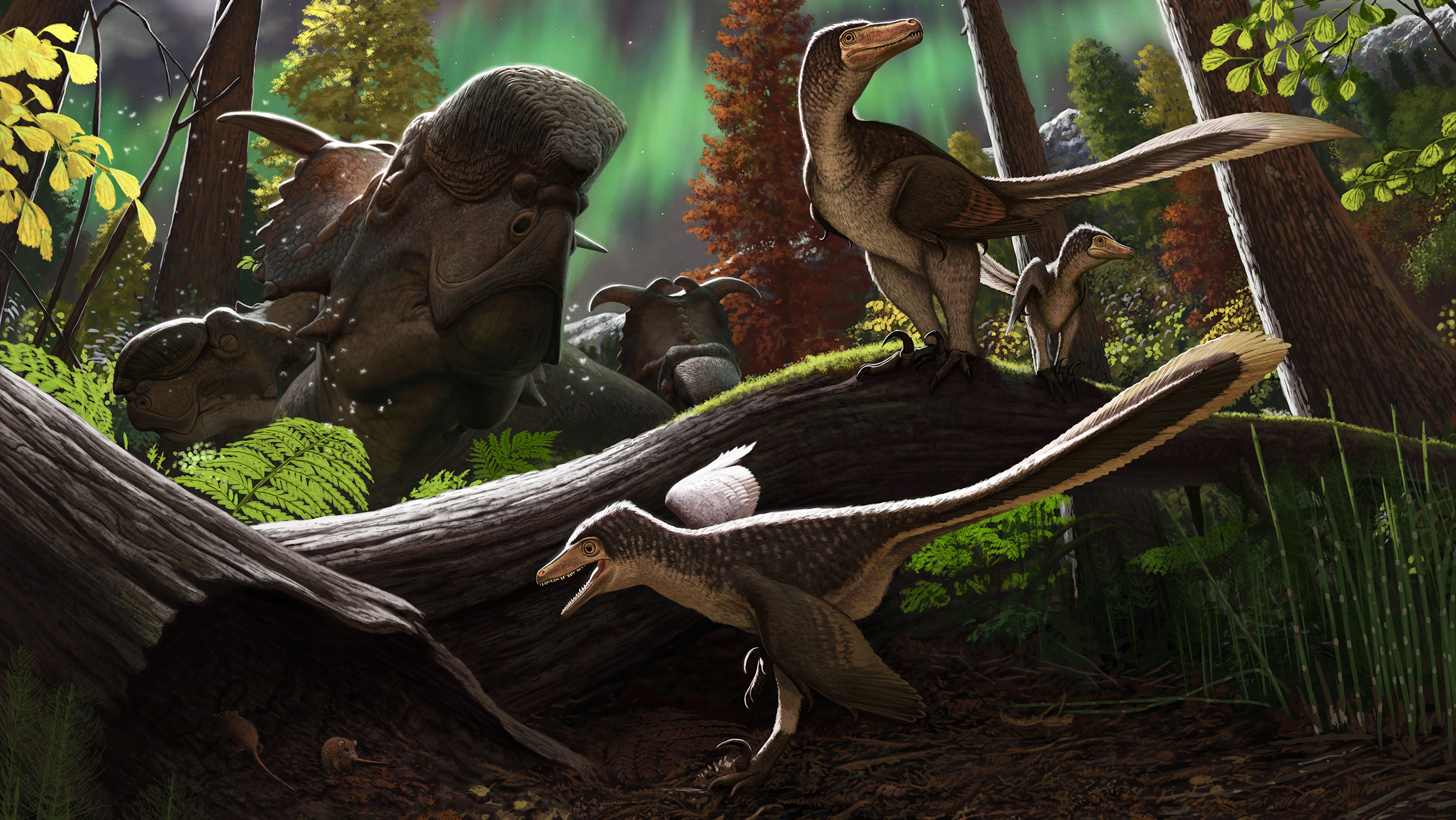 Artist's rendering of a juvenile dromaeosaurid 70 million years ago on the Prince Creek Formation in northern Alaska.
