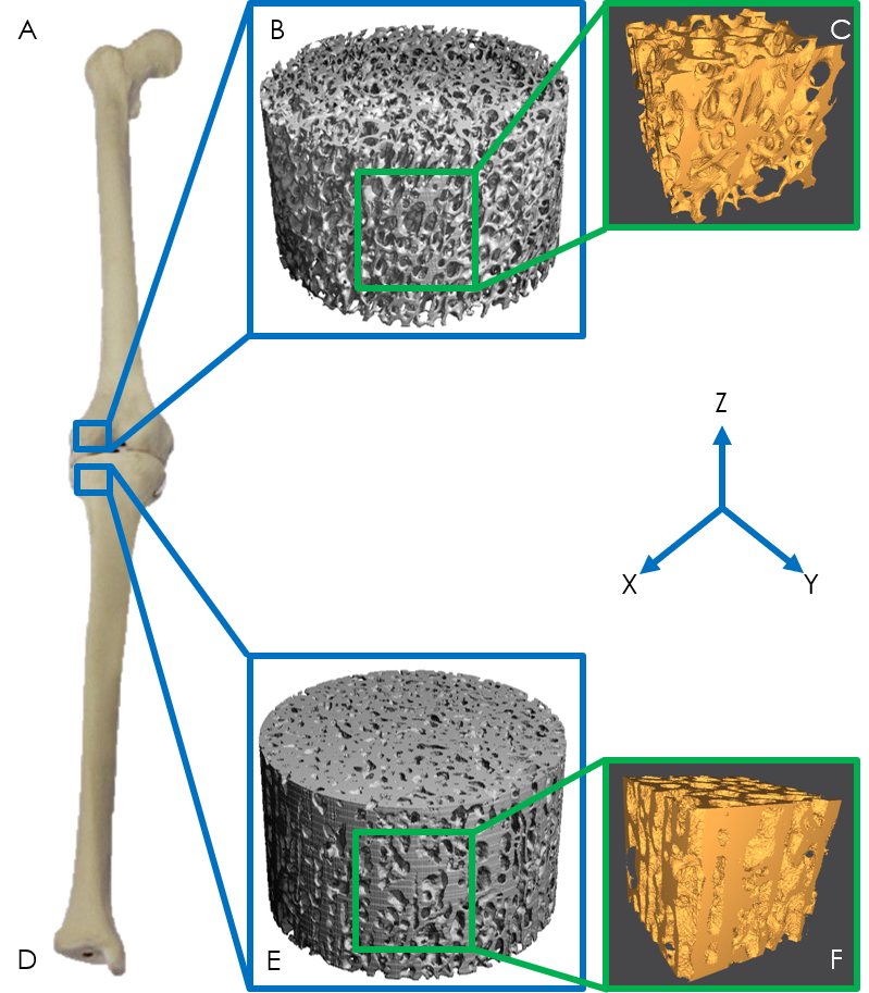 An interdisciplinary team of researchers that compared CT scans of bones of living mammals with fossil bones of dinosaurs found that the trabecular bone structure of hadrosaurs and several other dinosaurs is uniquely capable of supporting large weights and different than that of mammals and birds. Figure 1 illustrates cross sections of trabecular bone in mammals (B) and dinosaurs (E).