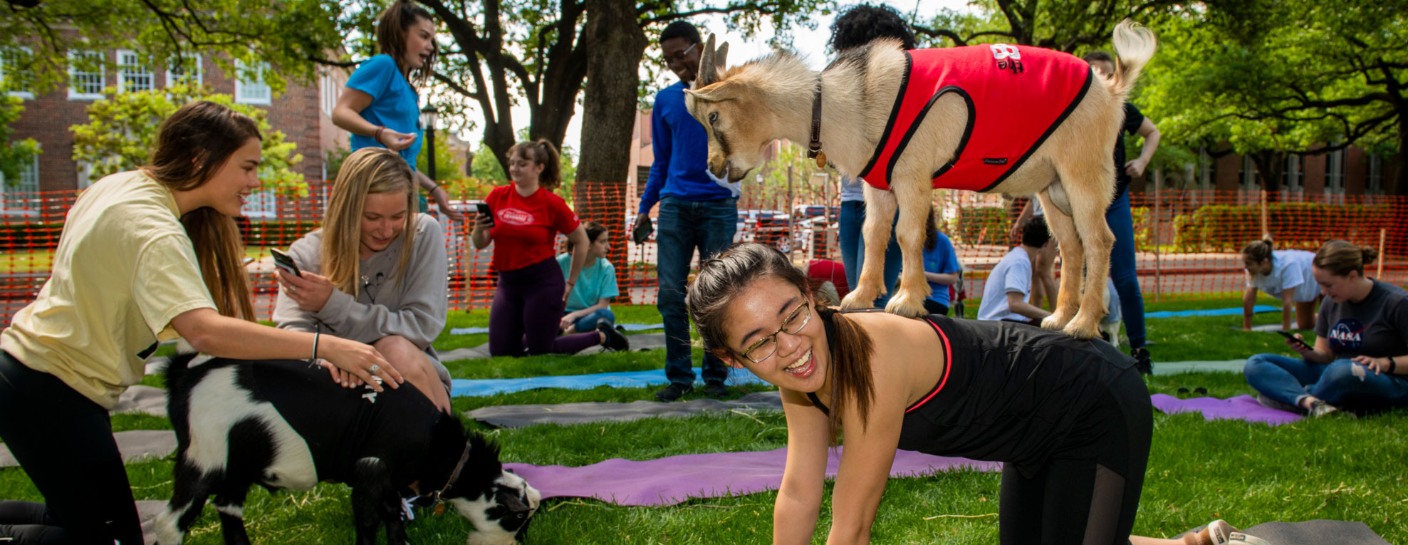 goat yoga