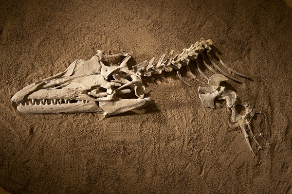 Fossils photo