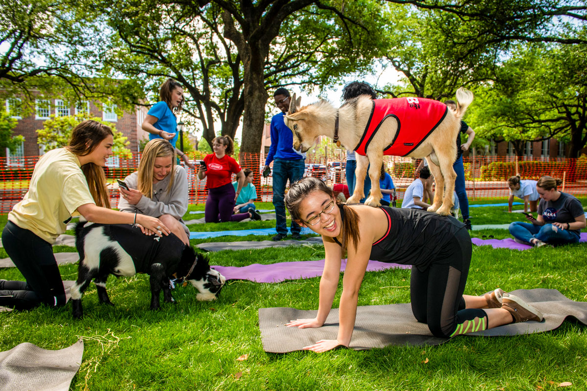 Goat Yoga