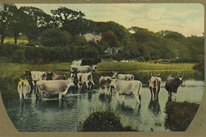 [Cattle in Pond] - John Miller Morris Postcards for TexTreasures 2021 Grant