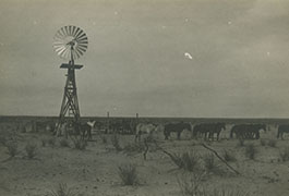 [Livestock at Windmill near Porterville]
