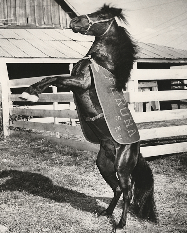 Peruna III bucking, ca. 1940s
