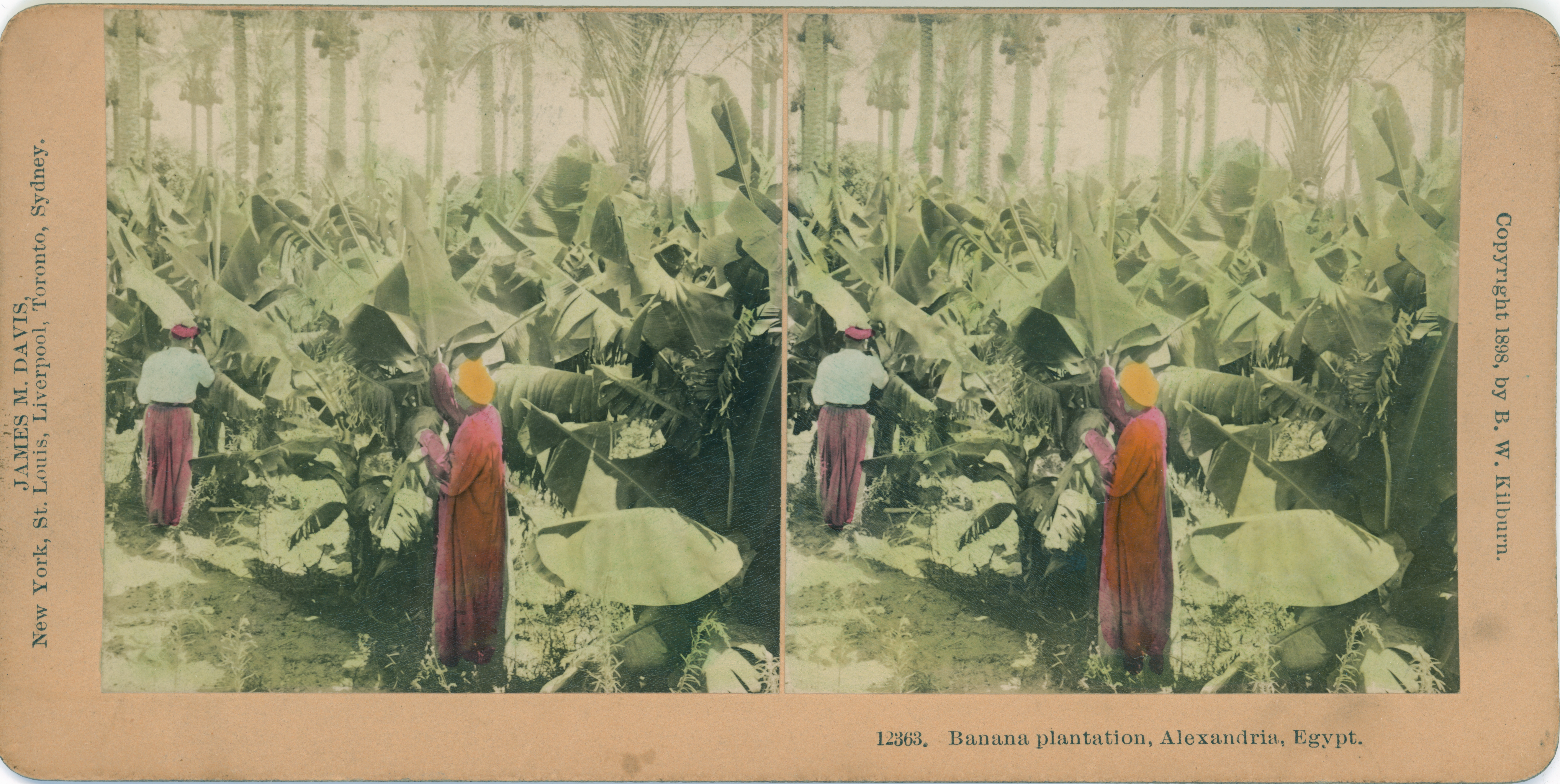 Banana plantation, Alexandria, Egypt.