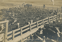 Cattle Shipping, Stratford Texas