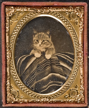 [Cat posed with Mexican serape], ca. 1866-1868