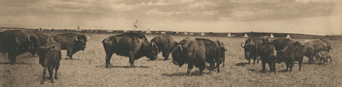 Old Monarchs of the Plains, 1907