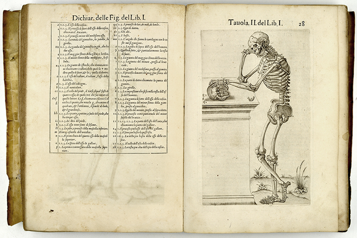 An open medical textbook by Juan de Valverde. There is a table in Latin and a skeleton standing up and examining a skull.