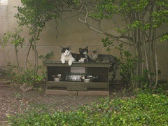 Photo of a black and white feral cat, Oreo, and two older kittens, one black and white, one gray tabby, laying on top of a feeding station.