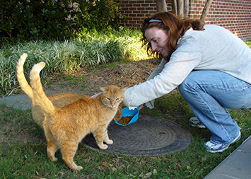 Photo of a volunteer bending down to feed two feral cats.