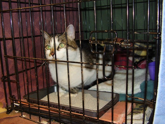 Photo of a gray and white cat laying down in a crate with bedding and litter accessible
