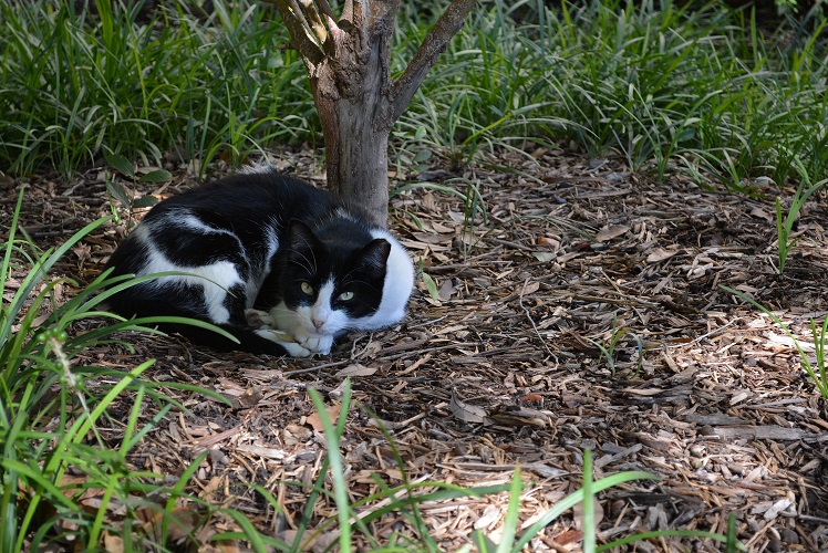 Photo of a black and white cat, Tail, curled but under a small tree in the Law Quad. 