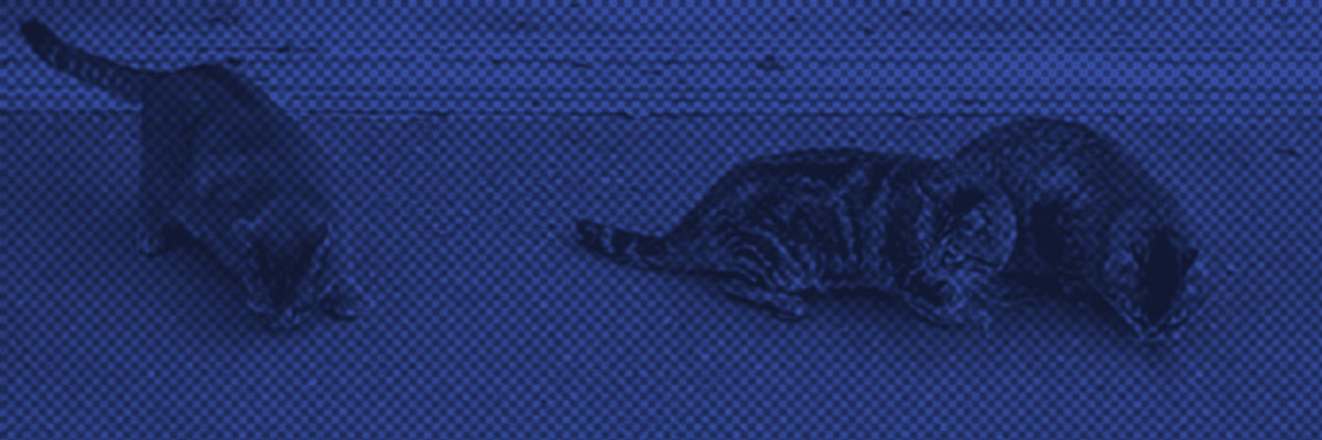 Three cats on a blue background with a newspaper halftone pattern overlay