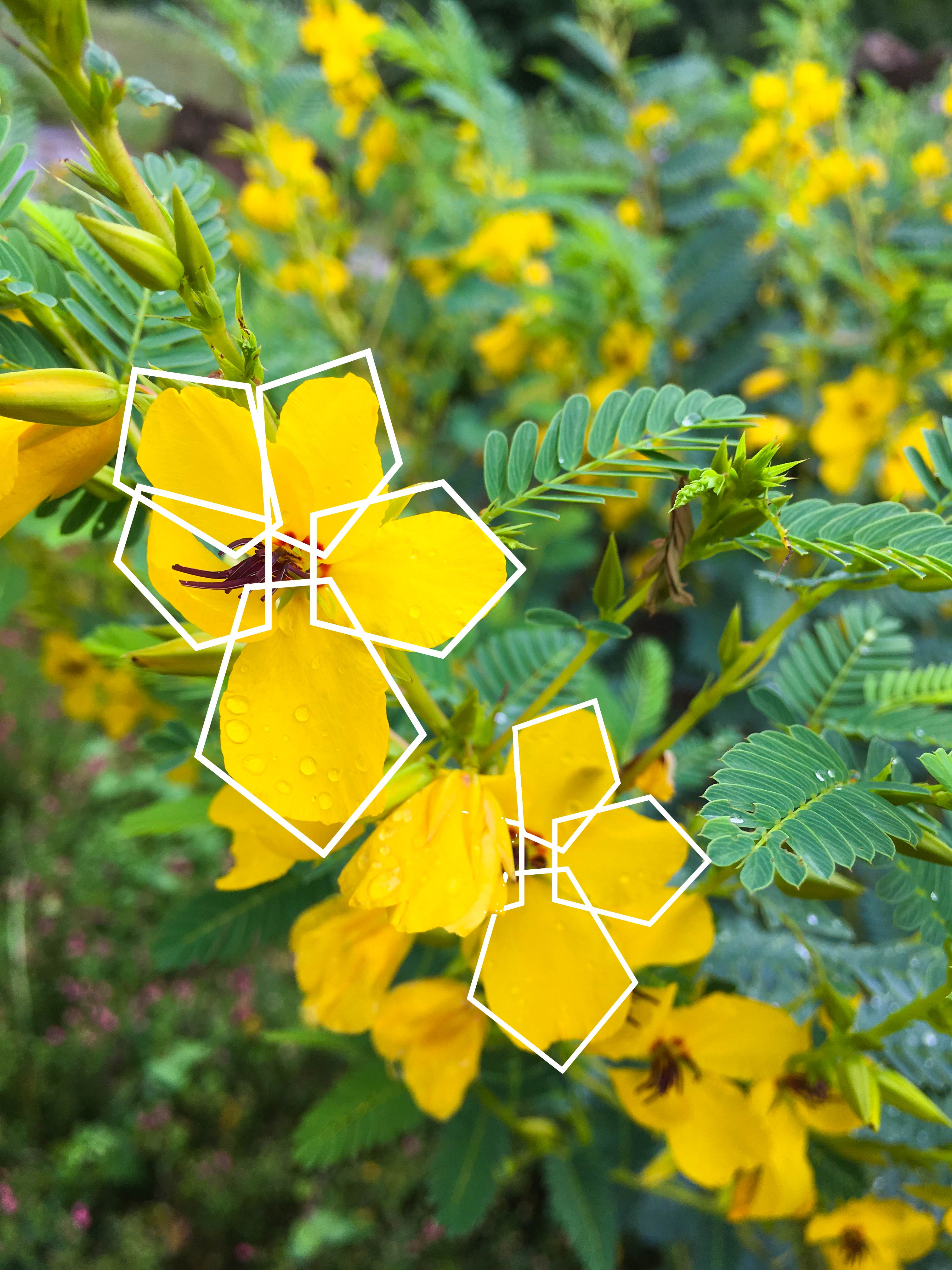 Partridge Pea