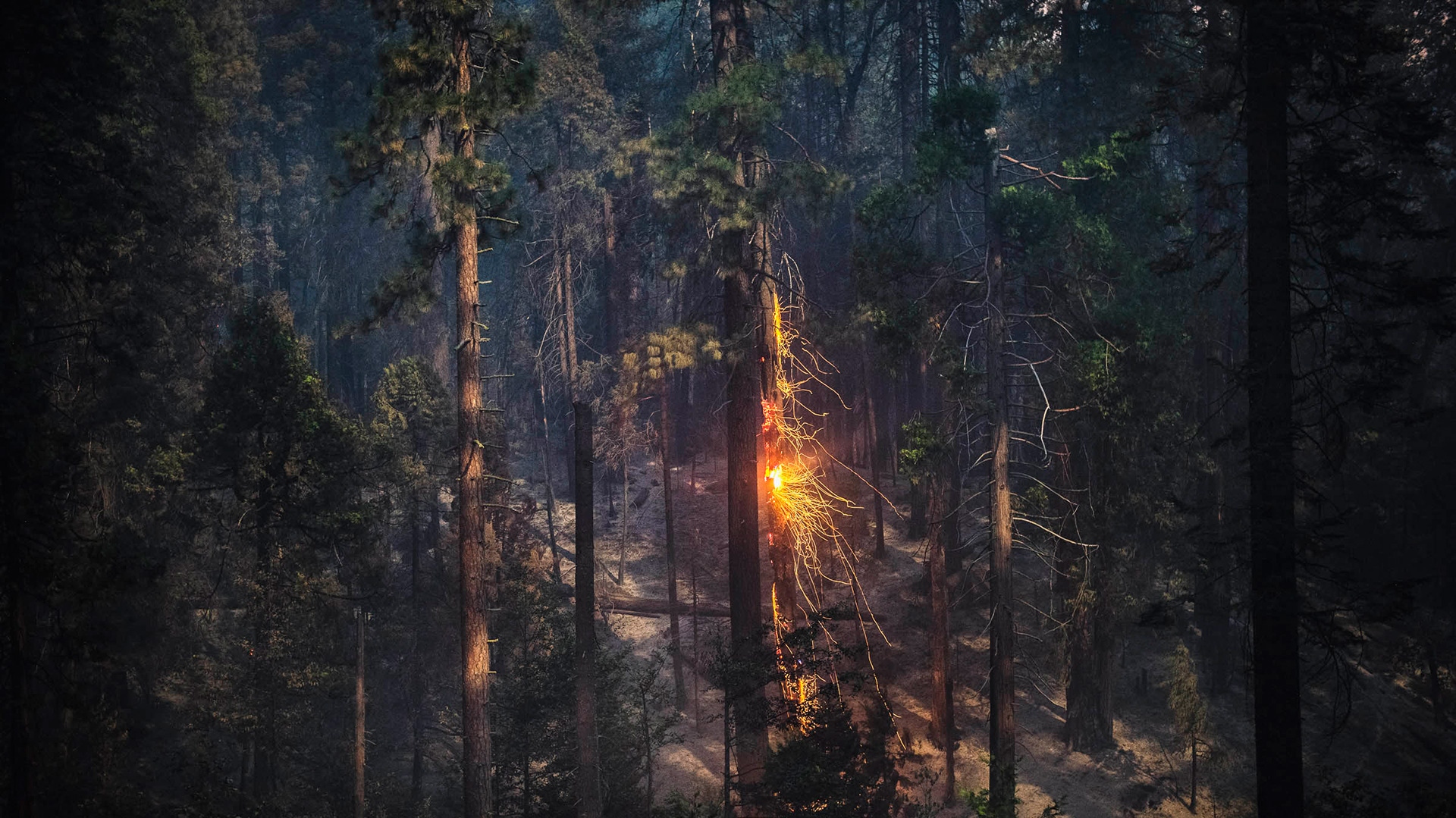 Photo of a single tree on fire.