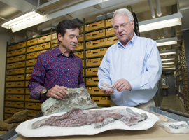 Paleontologists Louis Jacobs, SMU, and Anthony Fiorillo, Perot Museum, have identified a new species of marine mammal from bones recovered from the Aleutian island Unalaska in the North Pacific.