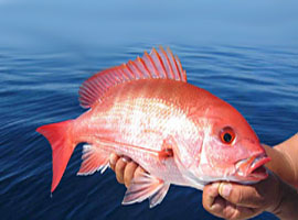 red snapper