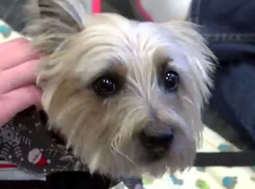 therapy dogs visit smu