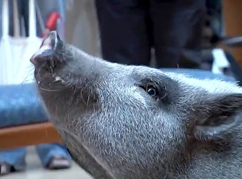 Norman the Therapy Pig