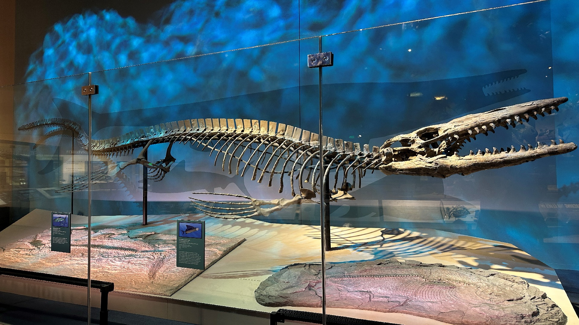 T rex in the ocean found