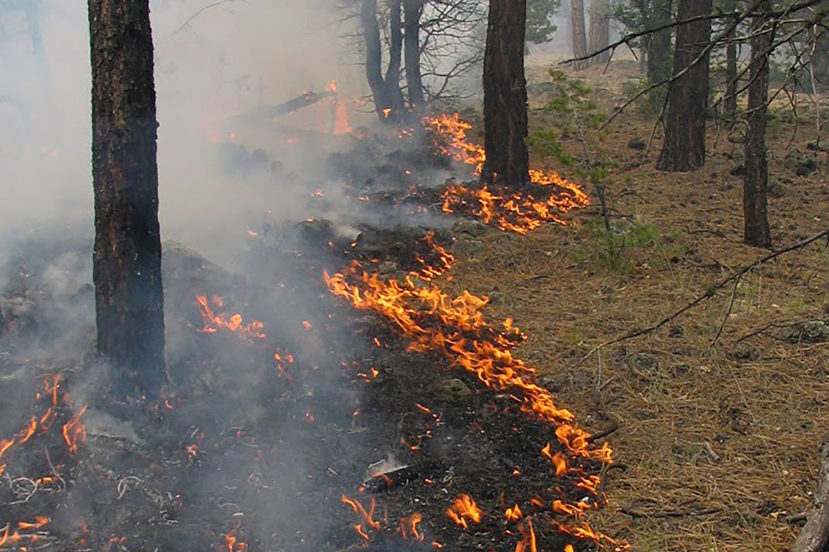 Wildfire Research Tree Rings
