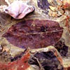 fossil leaf