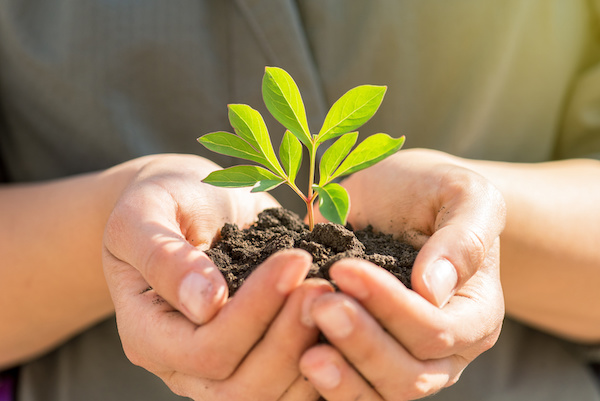 Green sprout coming out of dirt in hands