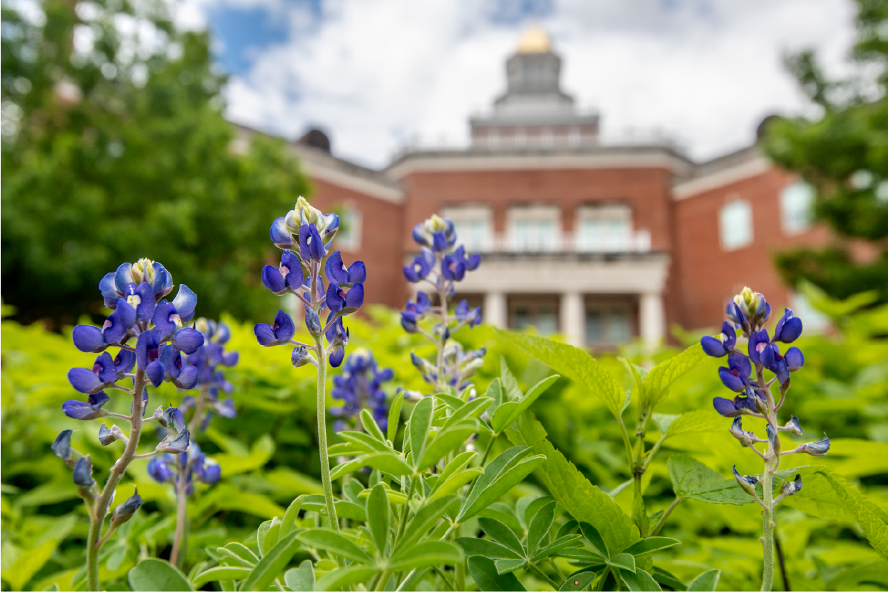 Close-up image of flowers with Cauth Hall in the background