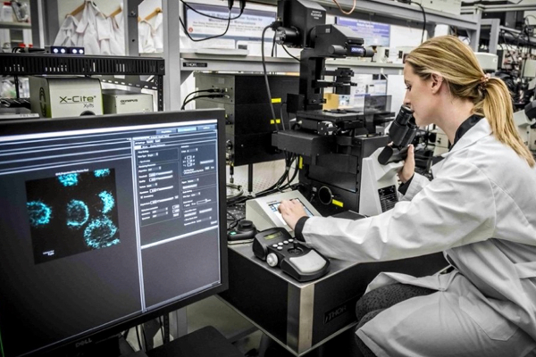 A professional biomedical engineering reviewing a sample on a microscope
