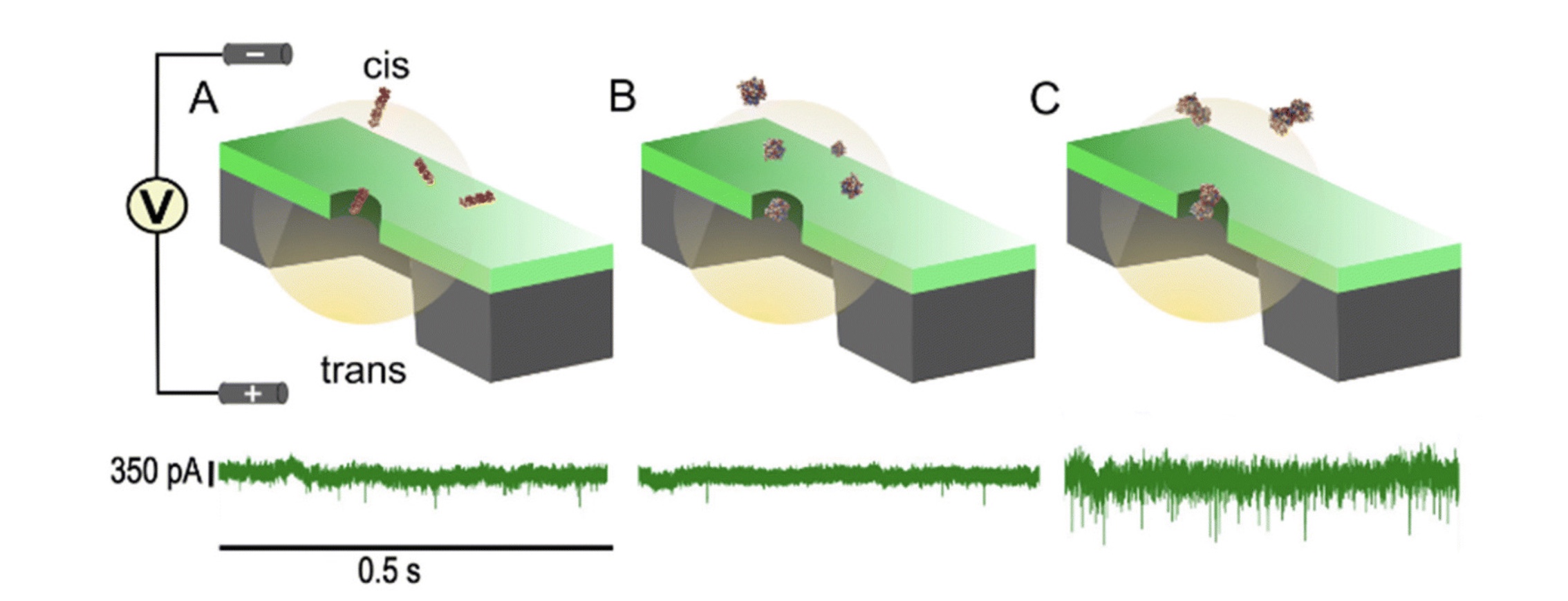 Diagram of protein-protein interactions