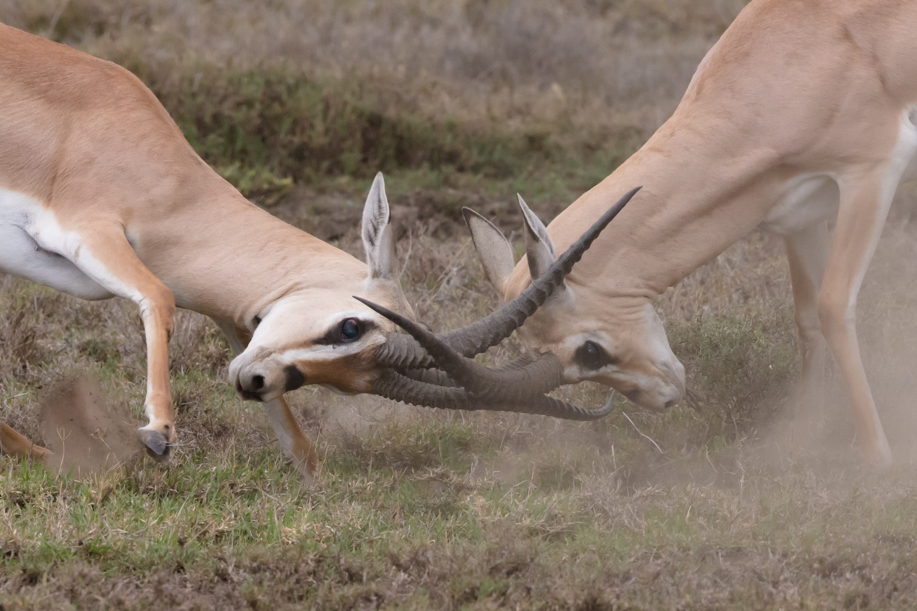 Two antelopes clashing one another, representing conflict