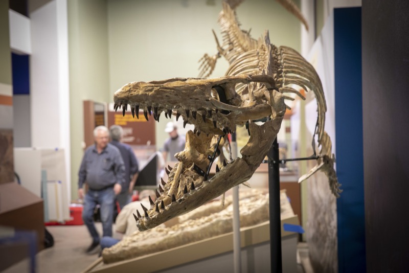 Museum with dinosaur fossil