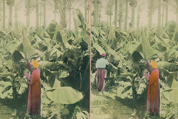 Banana plantation, Alexandria, Egypt.