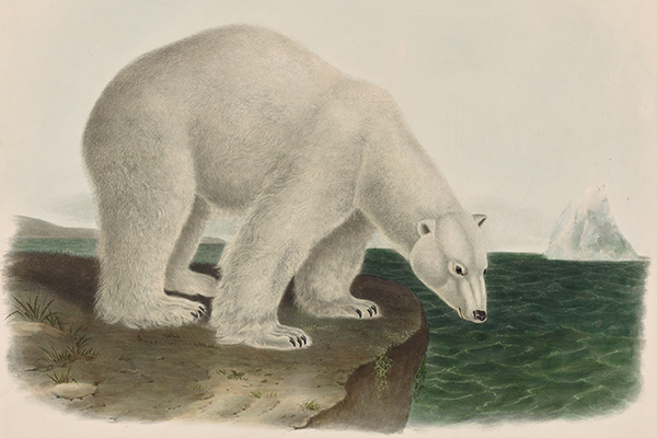 Ursus Maritimus, Linn. Polar Bear. Male. 