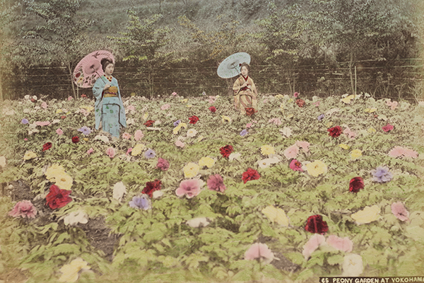 Peony Garden at Yokohama
