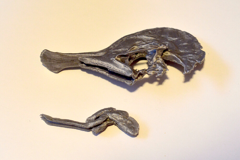 First-Prototypes_Skull_Nasal_Passages_photo-credit-Cezary-Gajewski