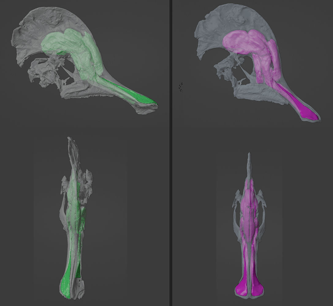 Retrodeformation_Example_Adult_Corythosaurus